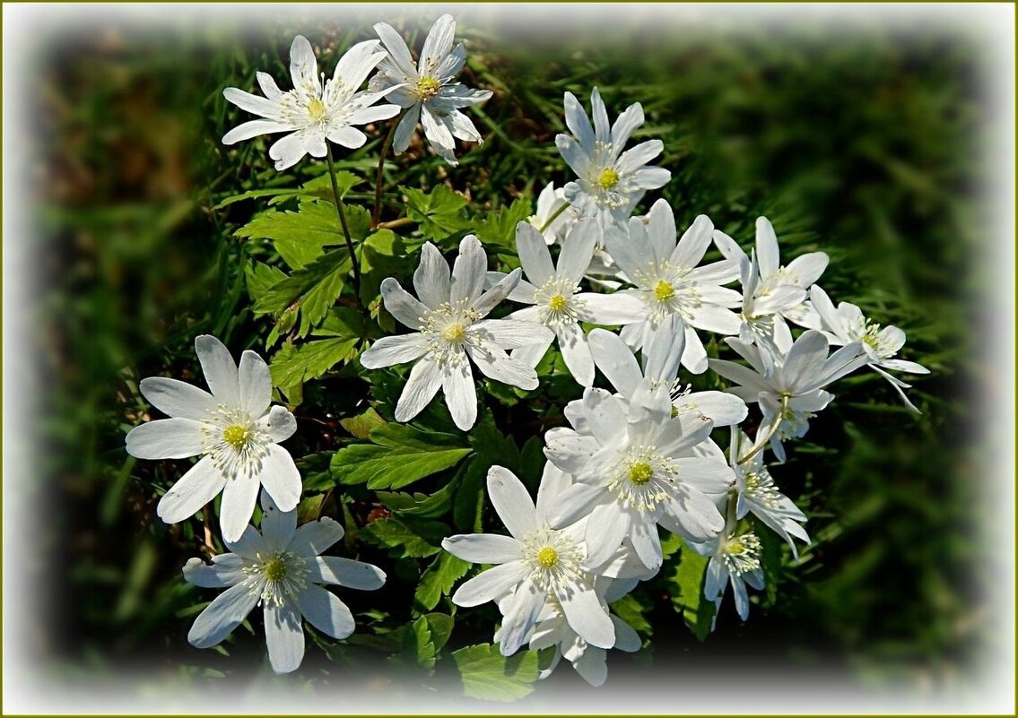 Ветреница - Валентина Надсон