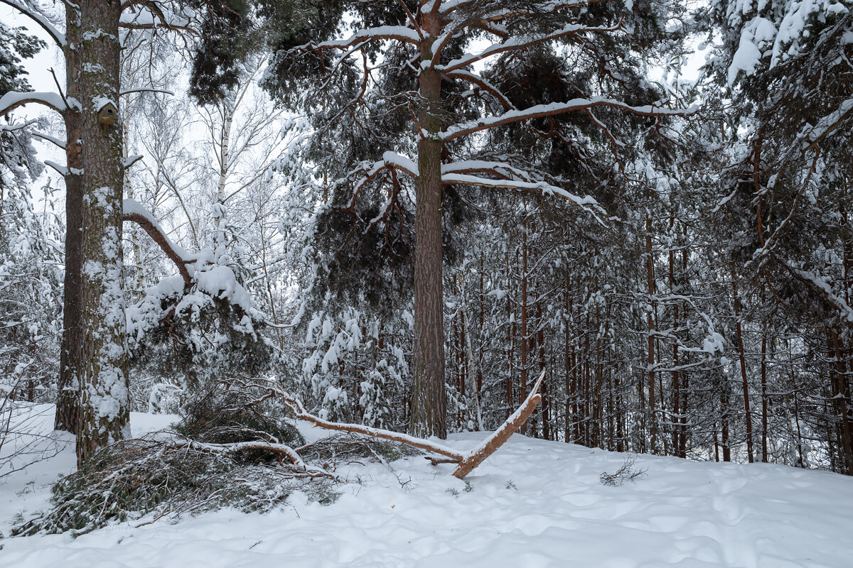 Лесной пейзаж зимой - Александр Синдерёв Лесной пейзаж зимой - Александр Синдерёв