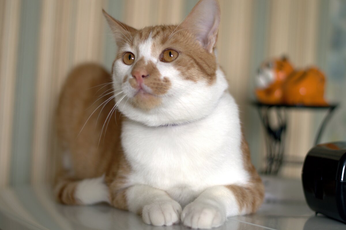 Кот - Валерия Ширковцова