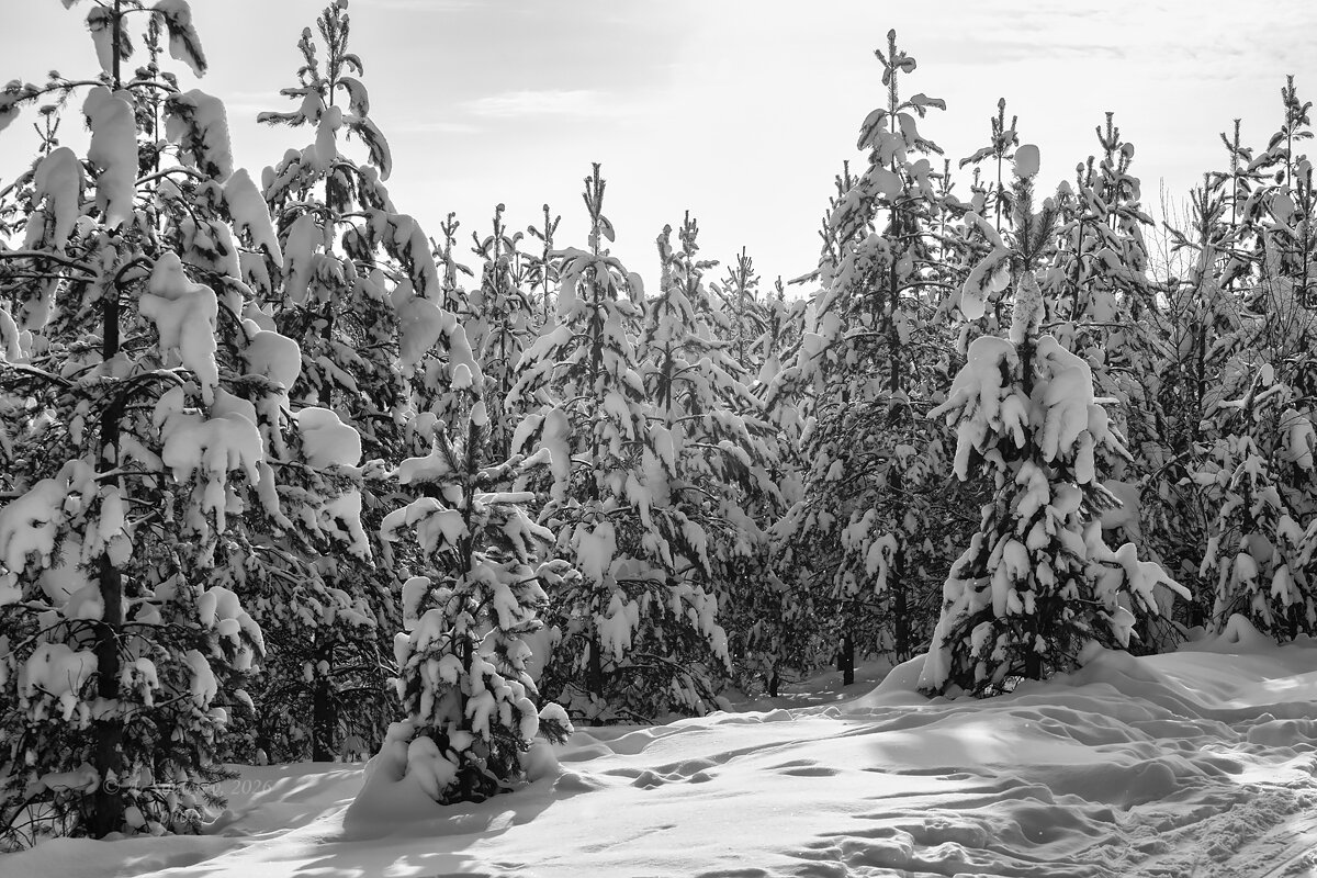 Солнечная зима - Александр Синдерёв