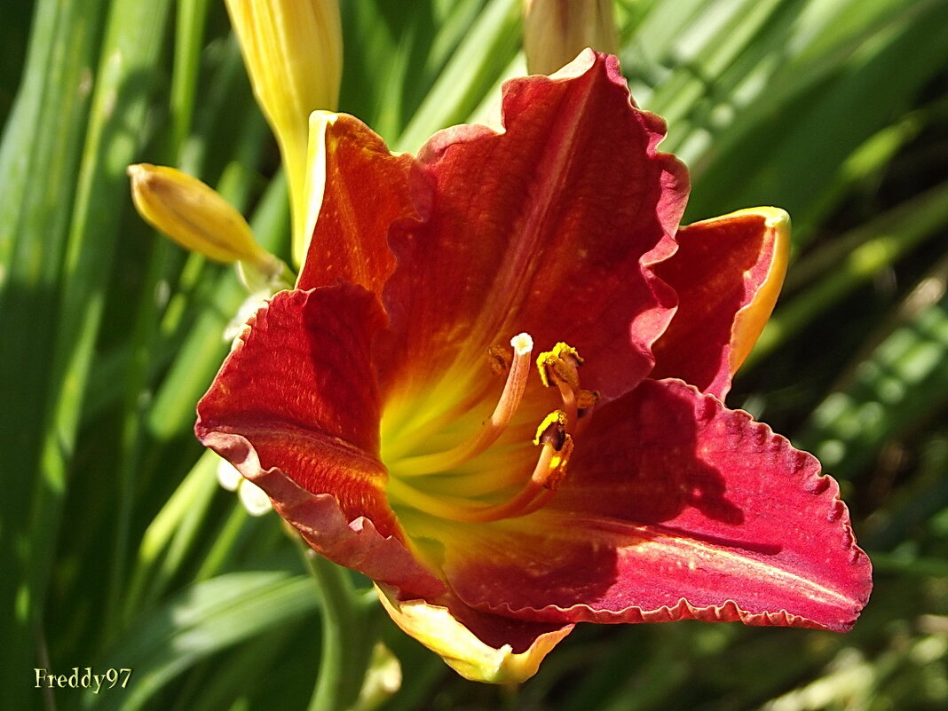 Лилейник - Freddy 97