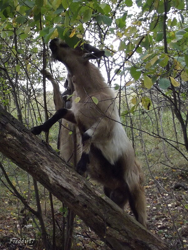 Скалолазки - Freddy 97