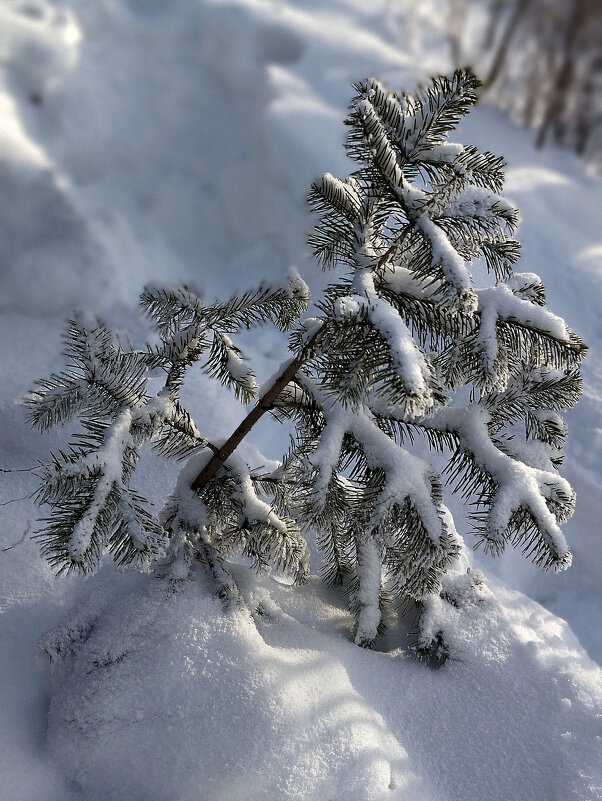 Зима - Радмир Арсеньев Зима - Радмир Арсеньев