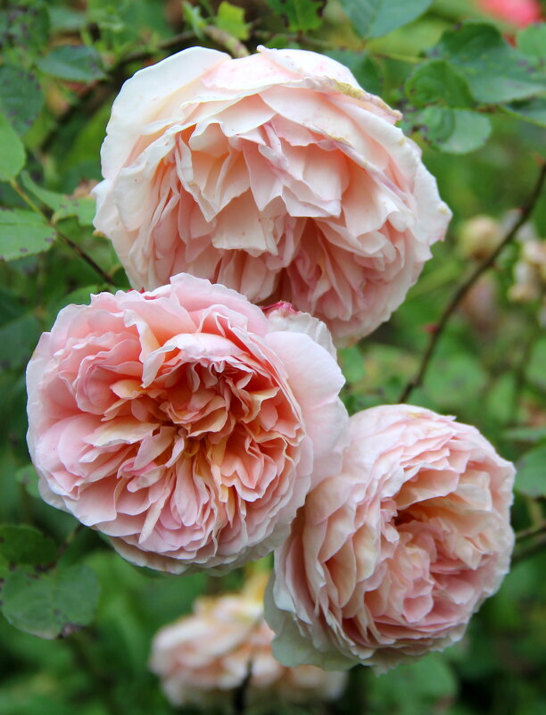 Природа - жанна нечаева