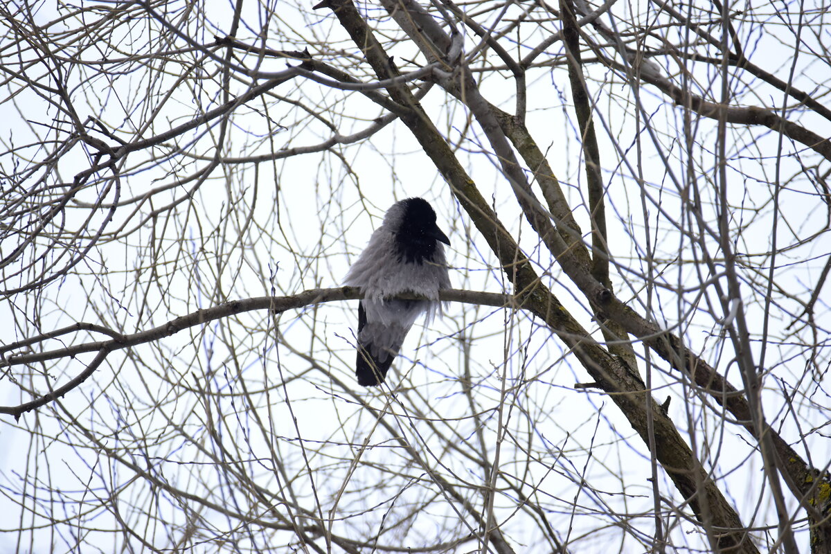 Распушился. - Наталья Вязигина