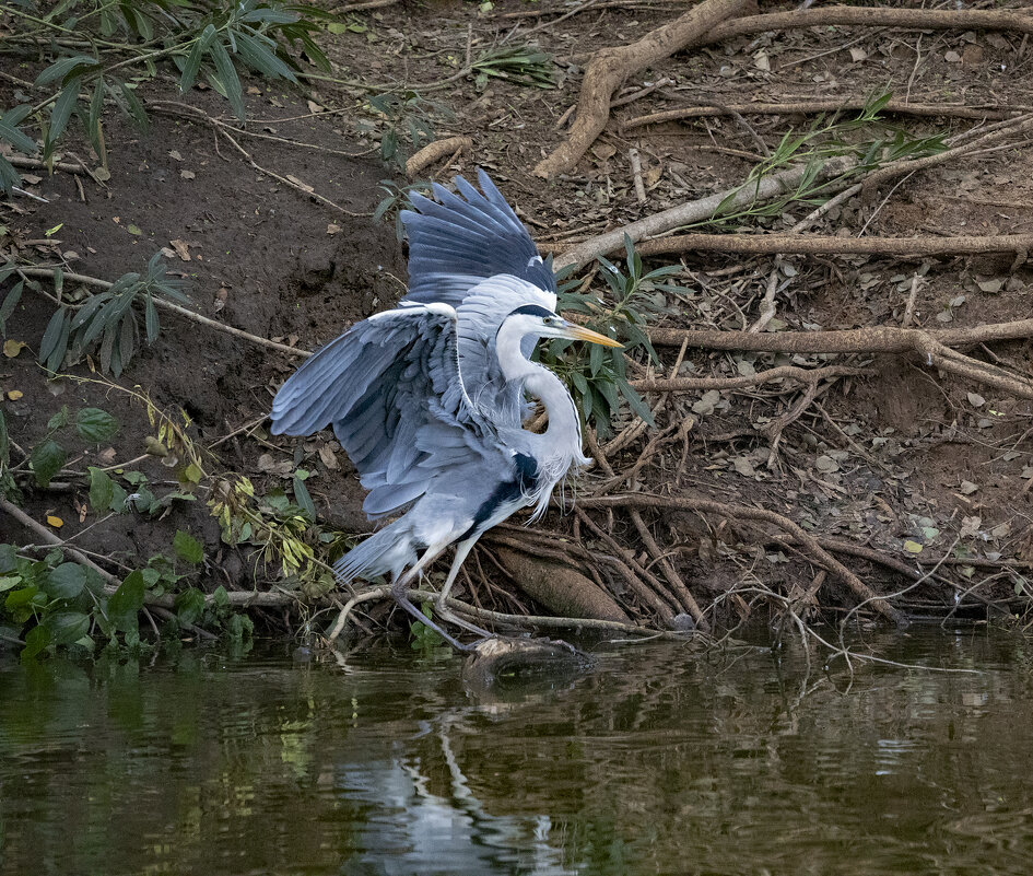 Грация и пластика - Владимир Сарычев
