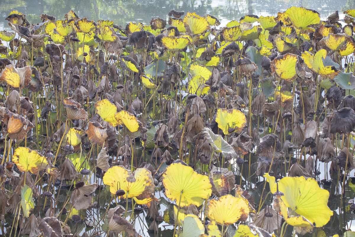 Осень - Владимир Сарычев