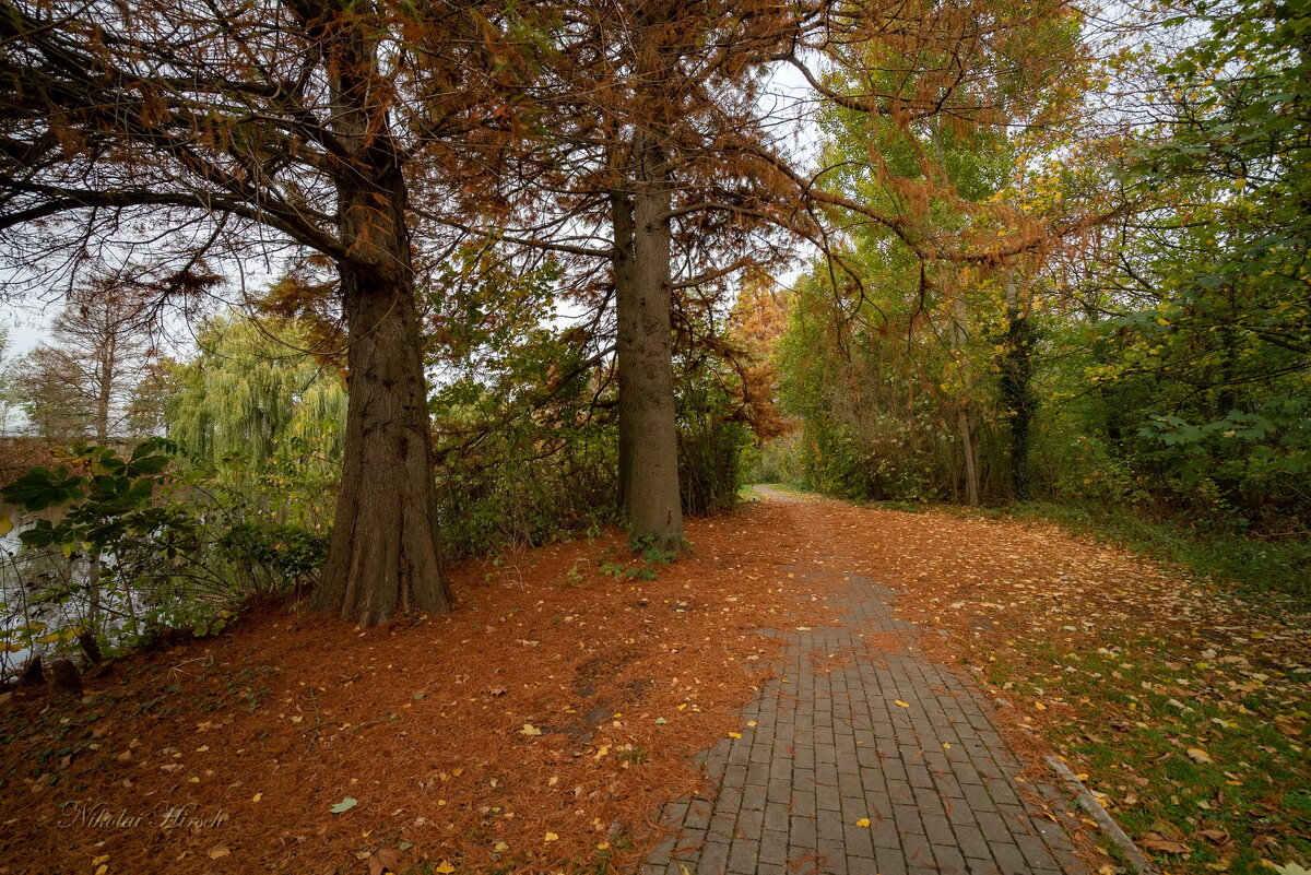 Рыжее в осени... - Николай Гирш Рыжее в осени... - Николай Гирш