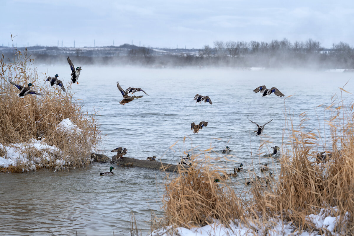 Дикие утки на Теплых водах - Viktoria Anufrieva Дикие утки на Теплых водах - Viktoria Anufrieva