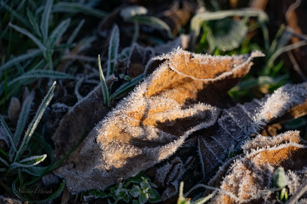 С инеем... - Николай Гирш