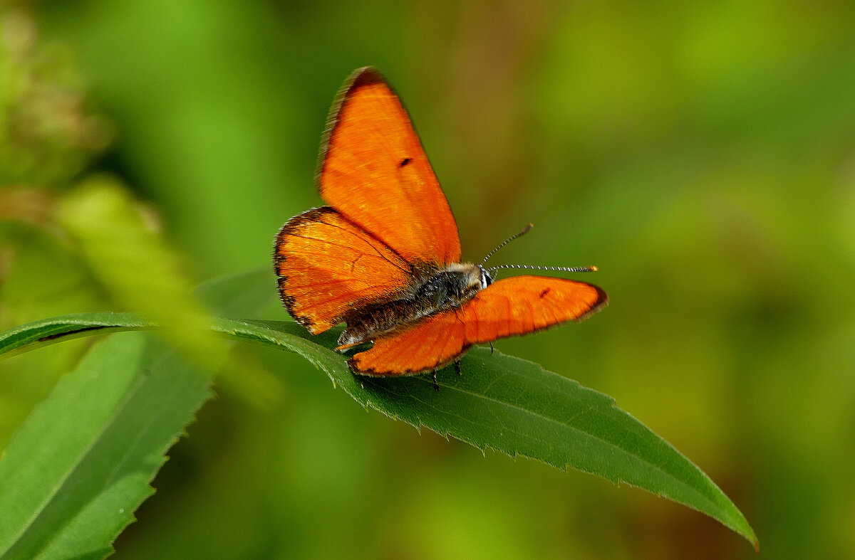 опять про бабочек...384 - Александр Прокудин