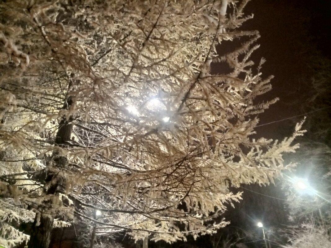 Лиственница - Сапсан 