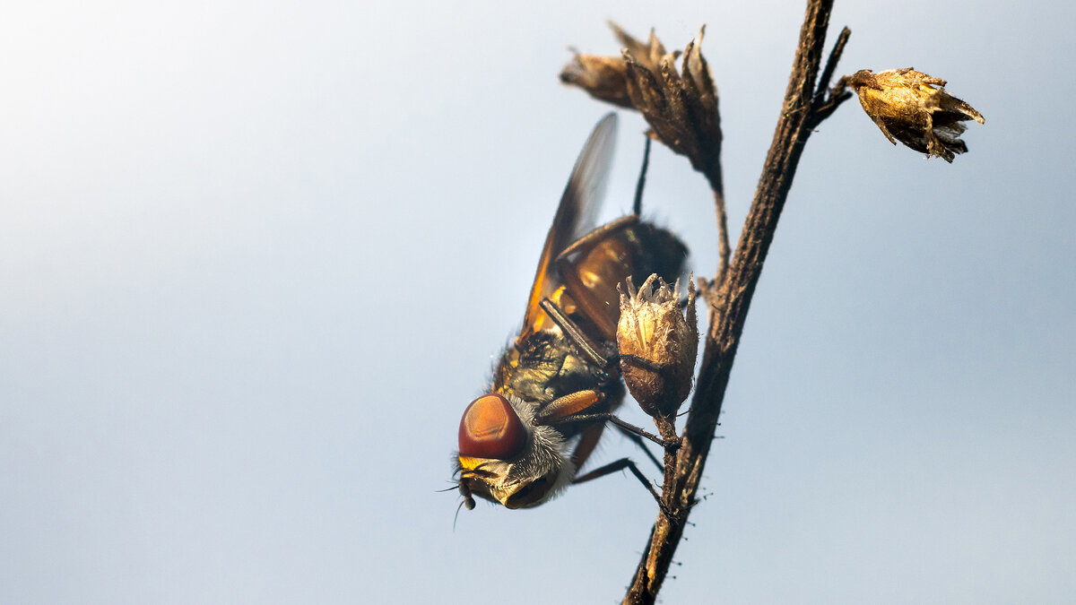 Летнее макро - Владимир Лазарев Летнее макро - Владимир Лазарев