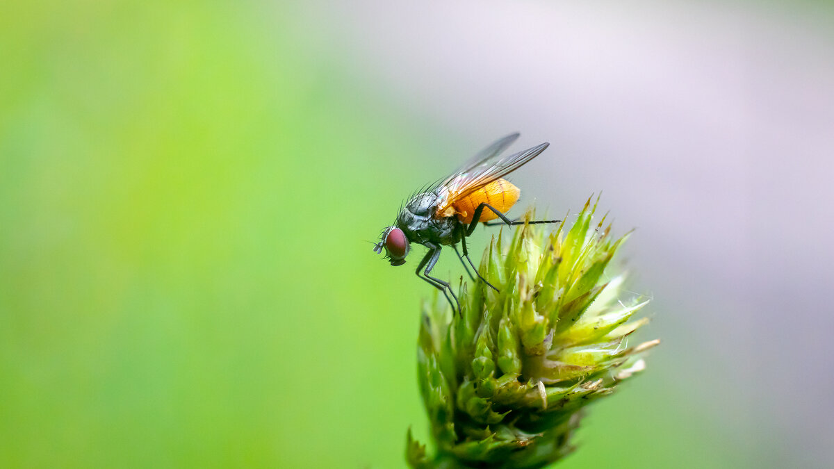 Летнее макро - Владимир Лазарев