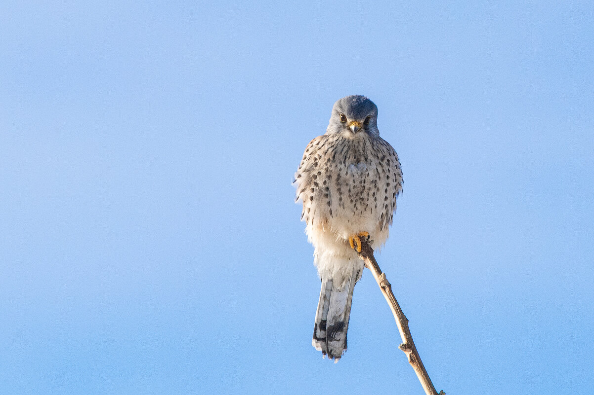 Дневной дозор - Виктор Иванович Чернюк
