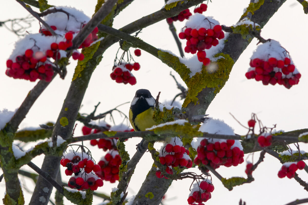 * - Виталий Емельянов