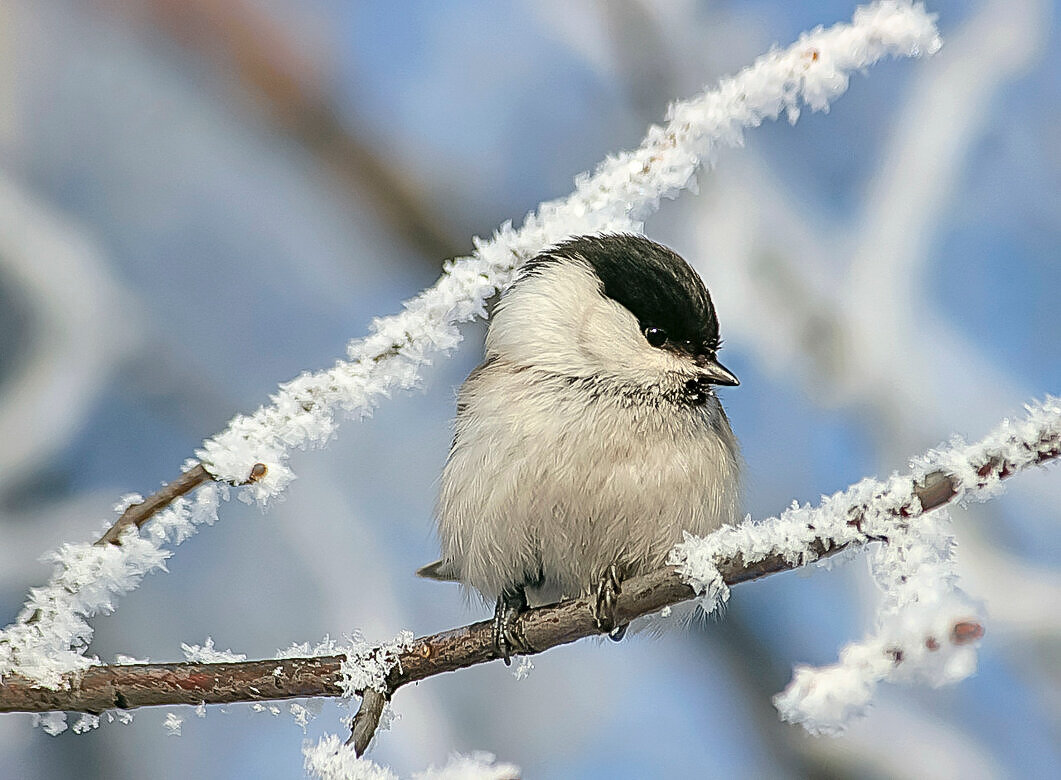 Милашечке холодно - елена беликова