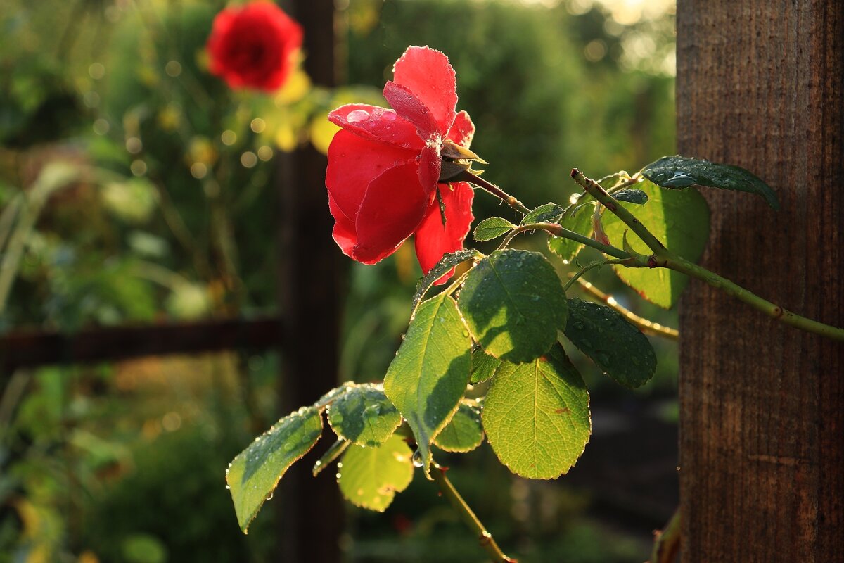 Доброе утро - Юрий. Шмаков