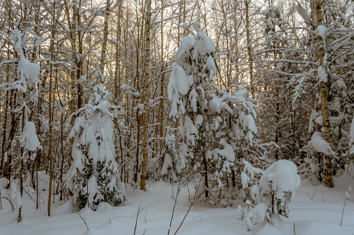Вечернее,Елочки под снегом - Сергей Цветков Вечернее,Елочки под снегом - Сергей Цветков