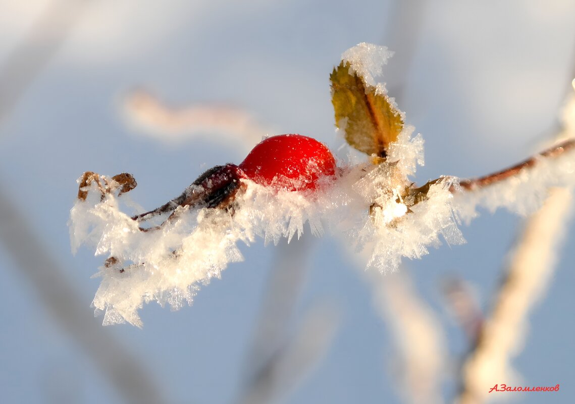 Зимы этюды... - Андрей Заломленков