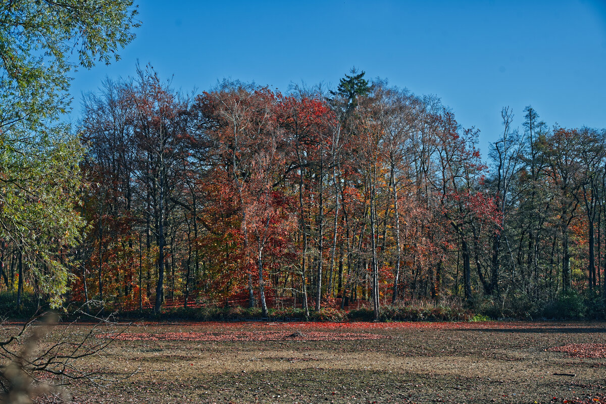 Пруд - Jakob Dick