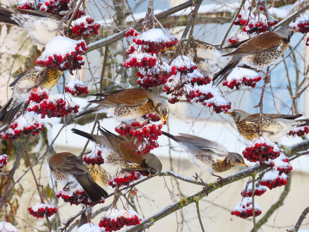 Поедатели рябины за работой - Ольга Митрофанова