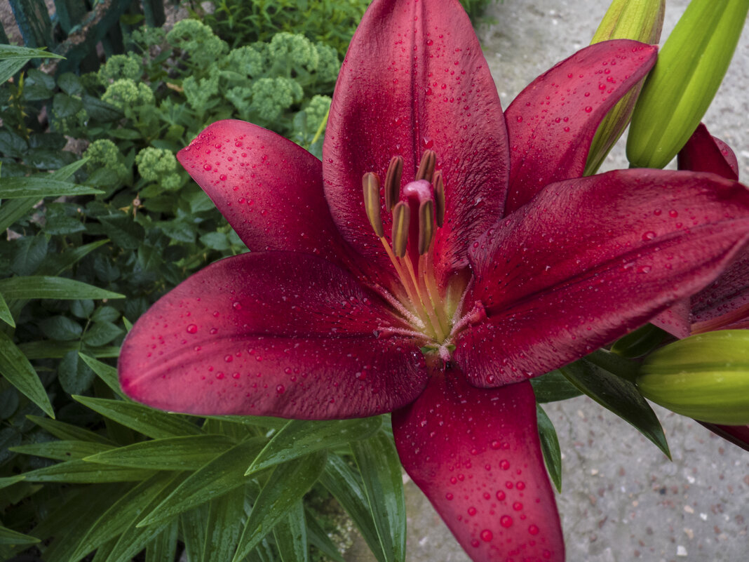 Наши лилии - Валентин Семчишин Наши лилии - Валентин Семчишин