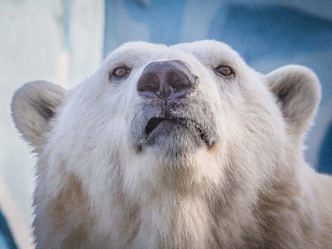 полярный медведь - Аркадий 