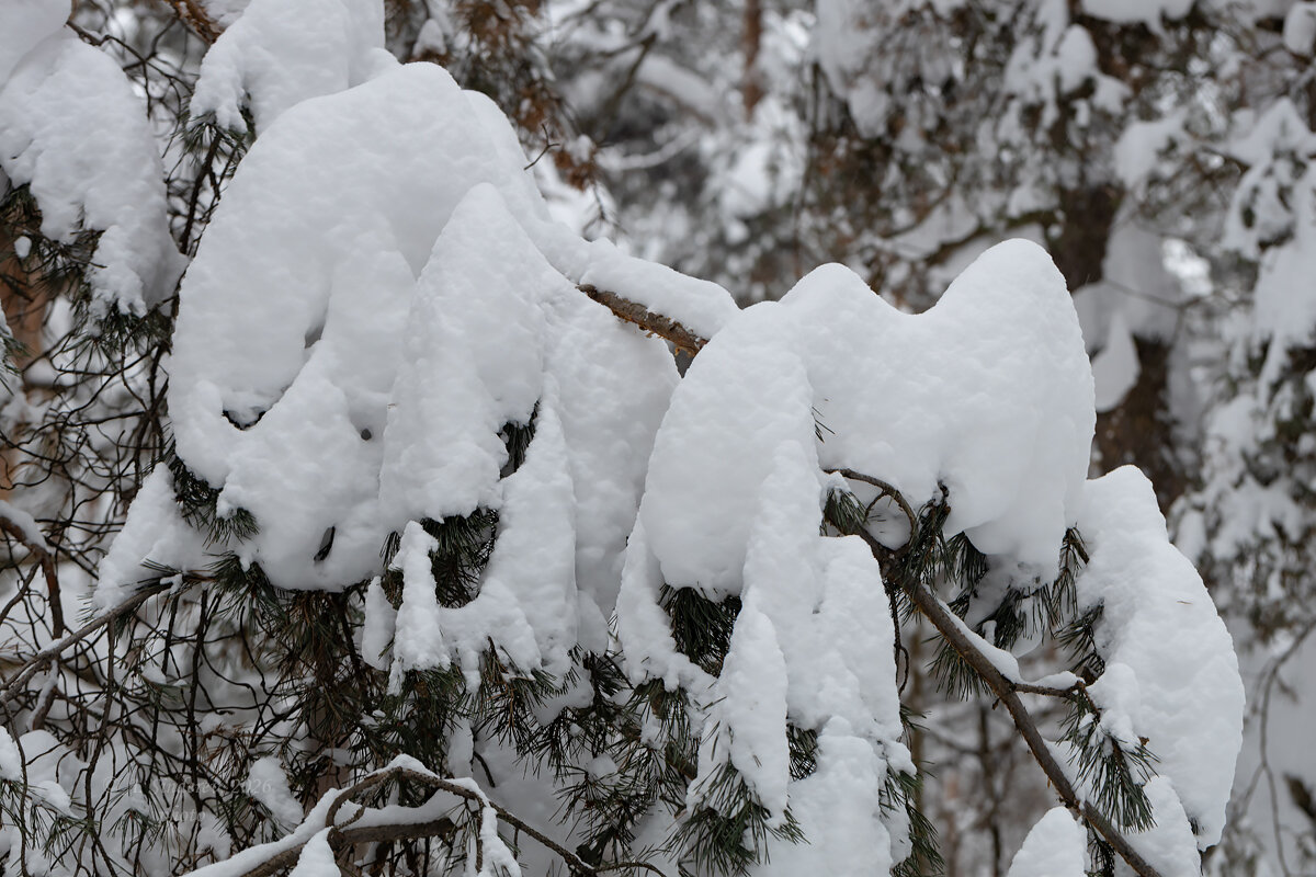 Снежные шапки на ветвях - Александр Синдерёв
