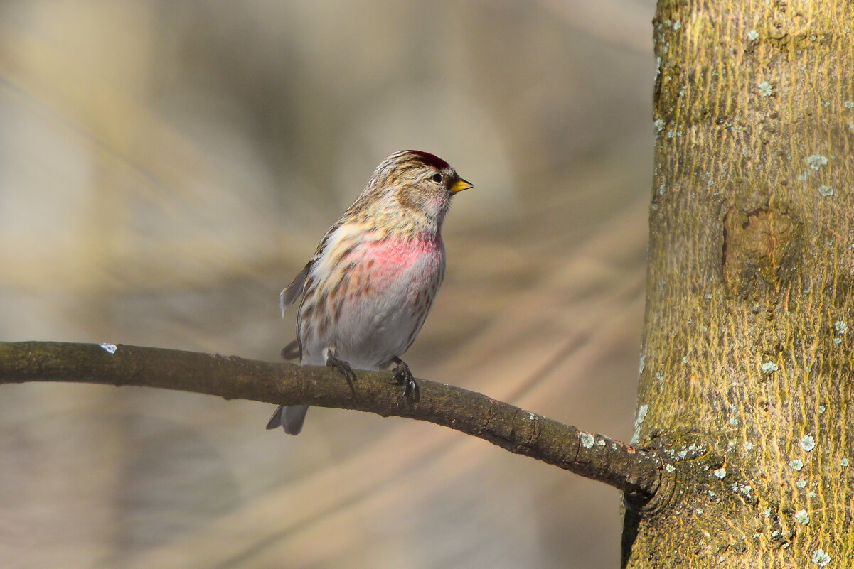 Чечётка - Константин Анисимов