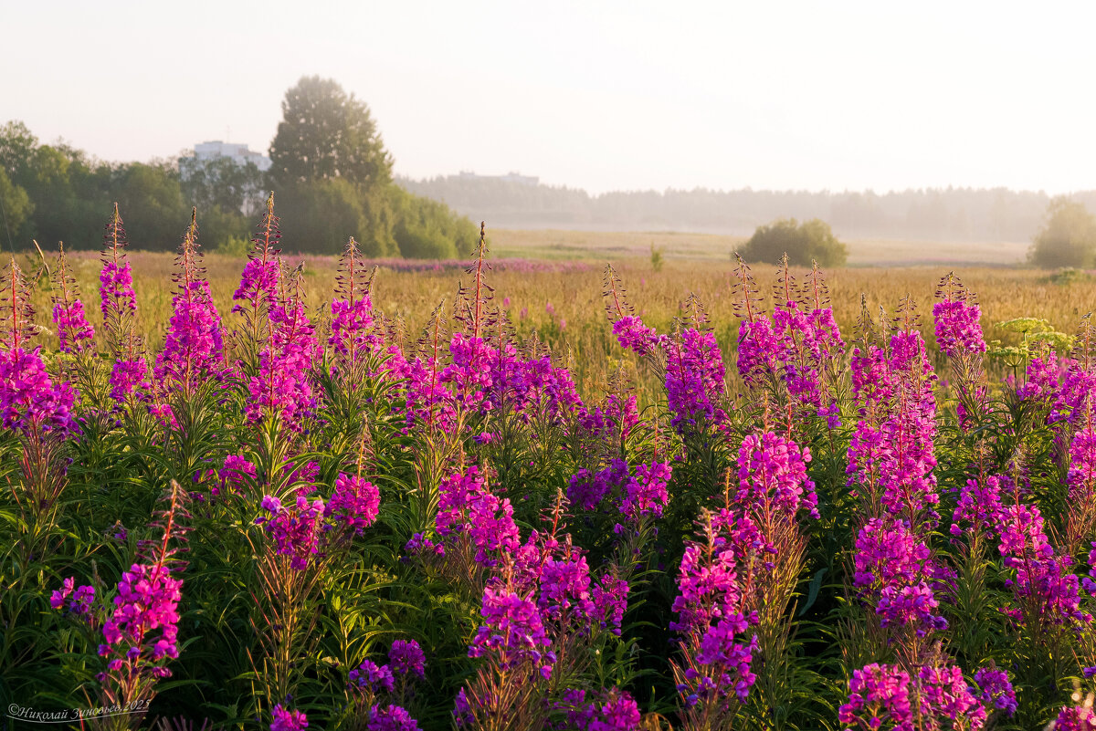 Ранее июльское утро (3-40) в окрестностях Ухты. Разнотравные луга севера - Николай Зиновьев