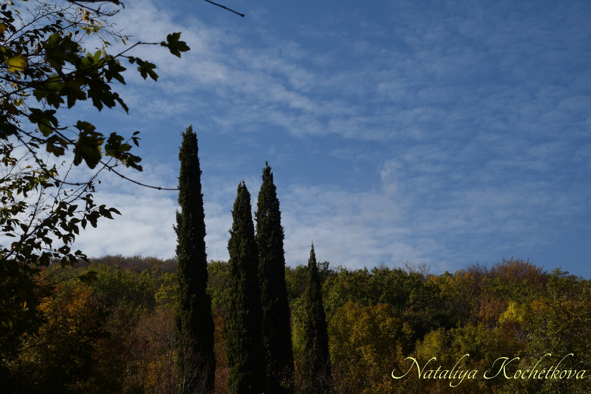 Природа Крыма - Amazing Cosmea