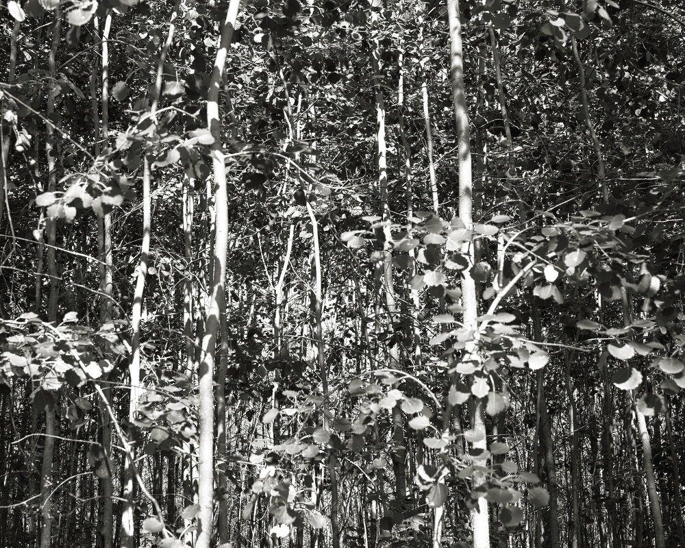 Фотография - Денис Безногов