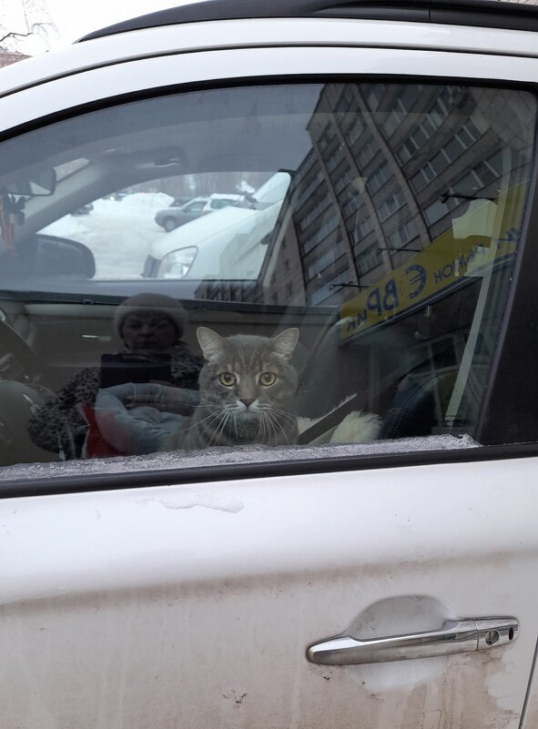 Ждун. - Ирина Лесиканич