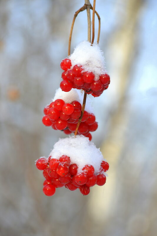 Для Анатолия Колосова в День рождения! - Татьяна Лютаева