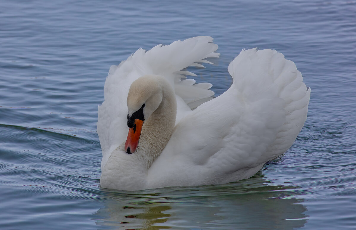 Лебедь шипун.. - Александр Посошенко Лебедь шипун.. - Александр Посошенко