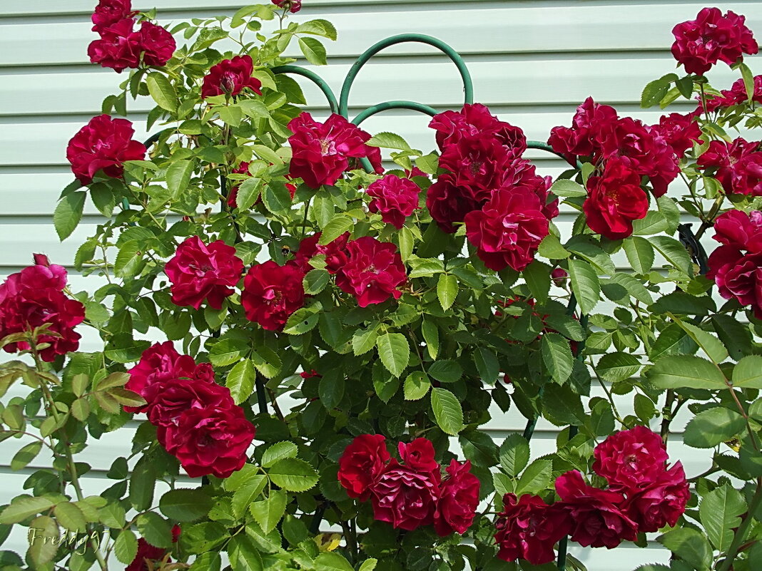 Розы - Freddy 97