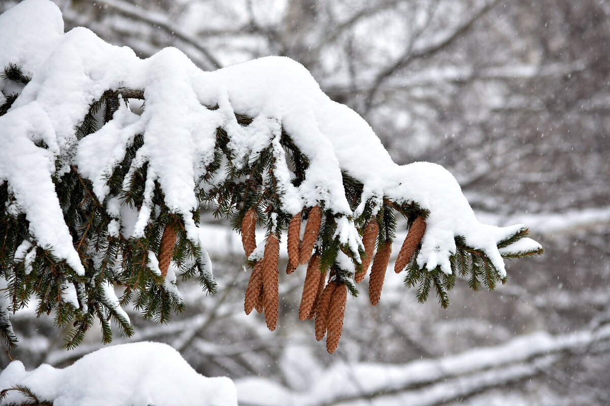 Лапа ели. - Алексей . Лапа ели. - Алексей .