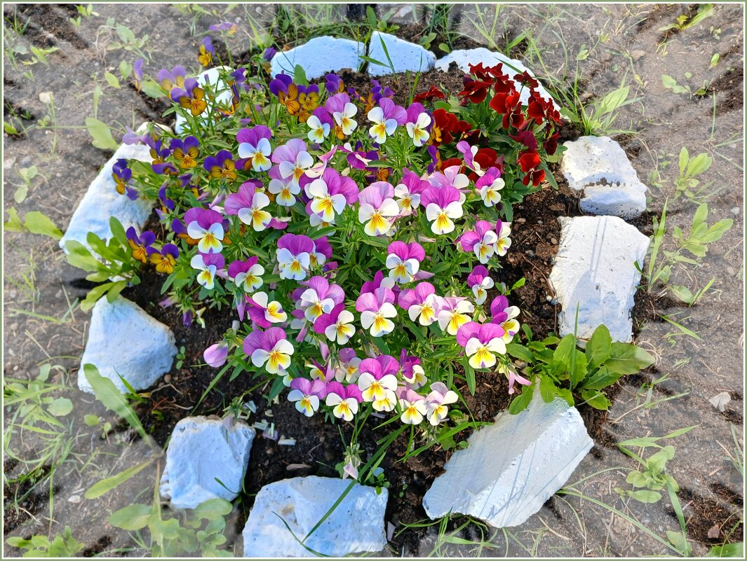 Клумбочка с глазками :-) - Лия ☼