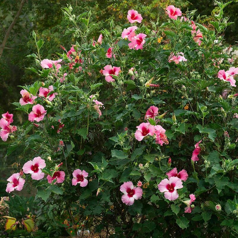 Гибискус - МАРИЯ ПОПОВА