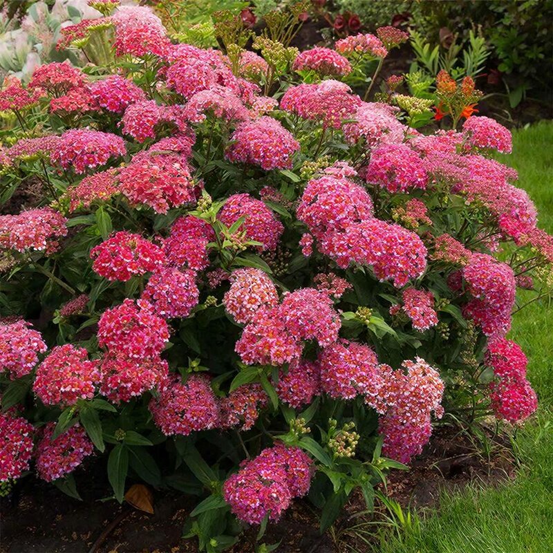 Вейгелу флориду - МАРИЯ ПОПОВА