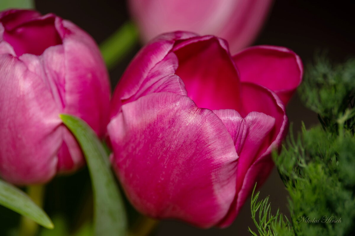 Про тюльпаны... - Николай Гирш Про тюльпаны... - Николай Гирш