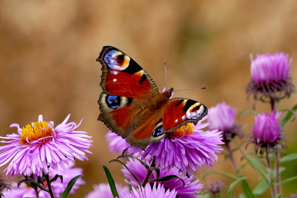 опять про бабочек...388 - Александр Прокудин опять про бабочек...388 - Александр Прокудин