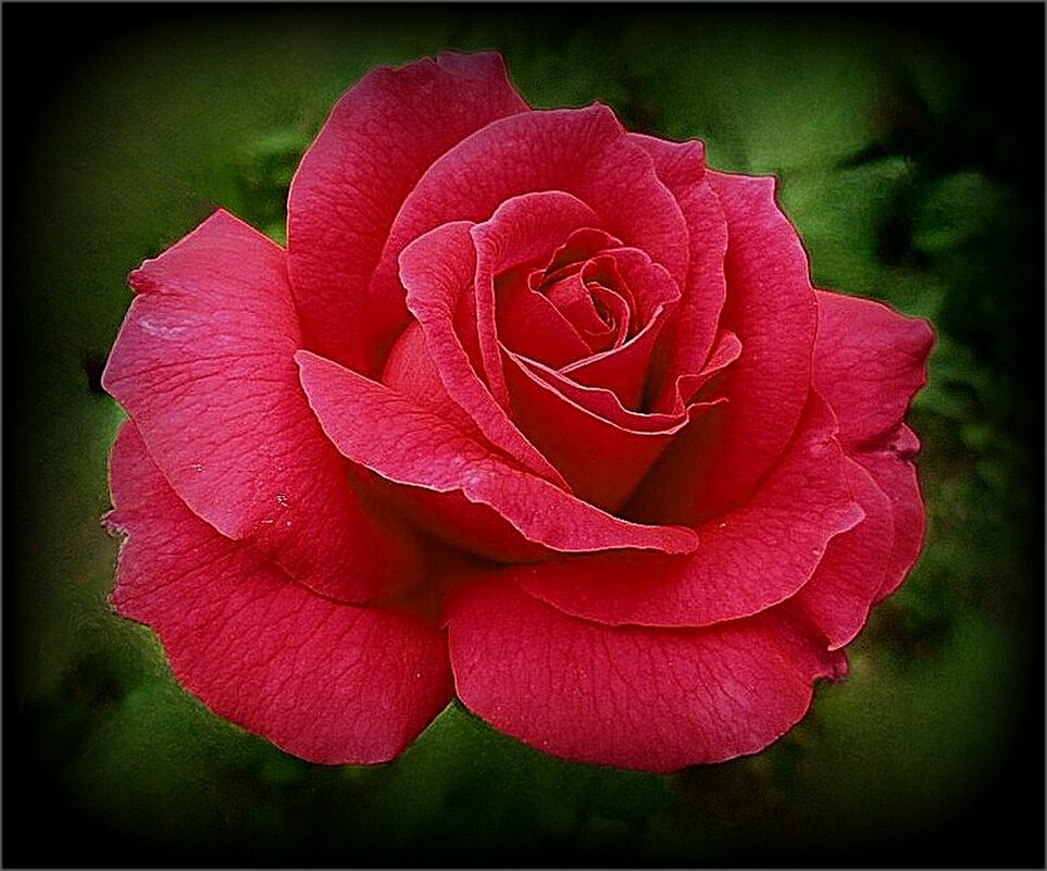 Красная роза - Наталья *** Красная роза - Наталья ***