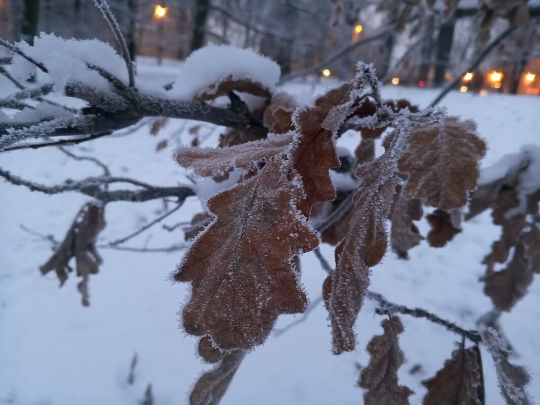 Дуб - Сапсан 