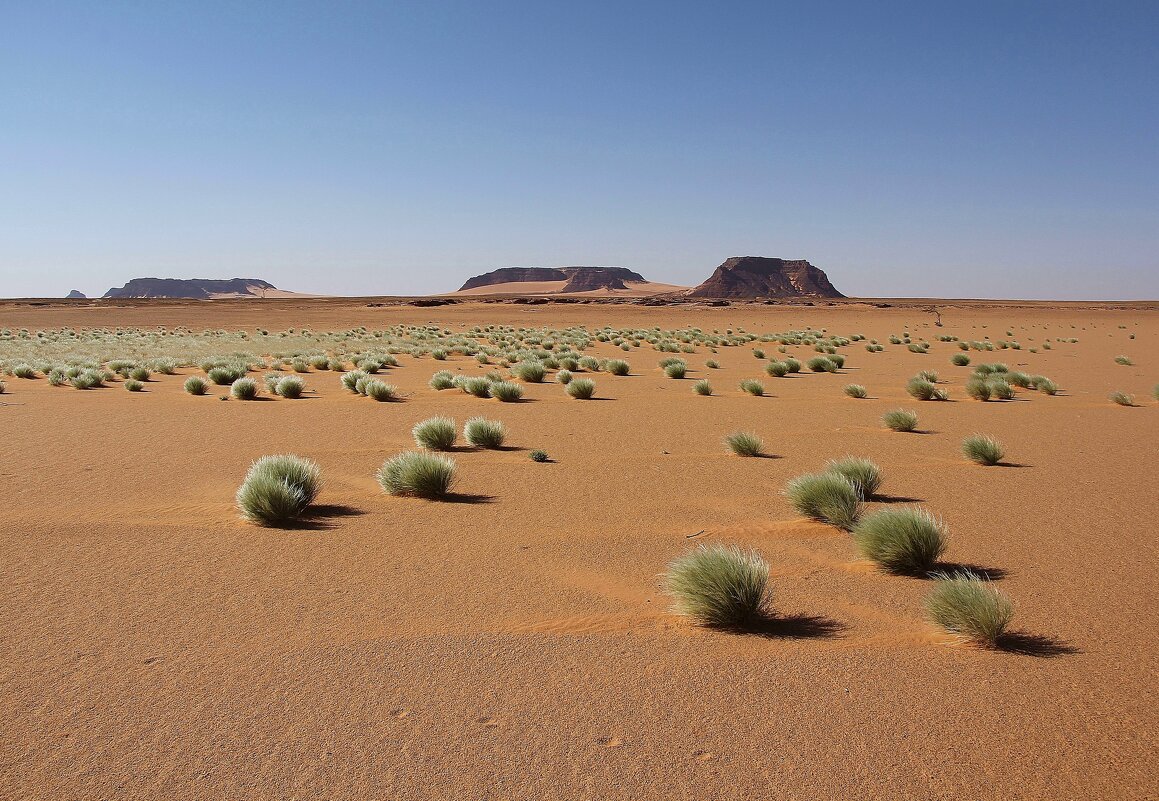 Травы, травы, травы не успели, от росы серебряной согнуться..... - unix (Илья Утропов)