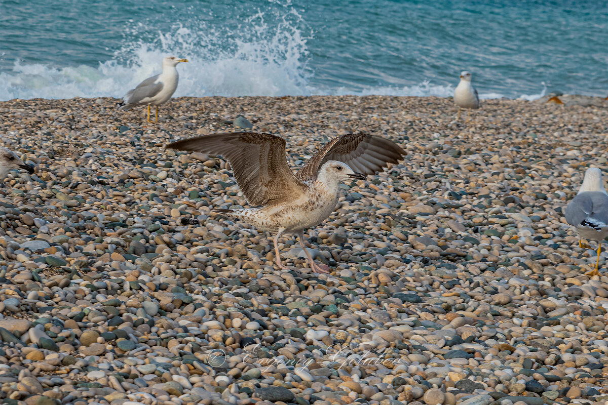 Средиземноморская чайка. - Евгений Голубев