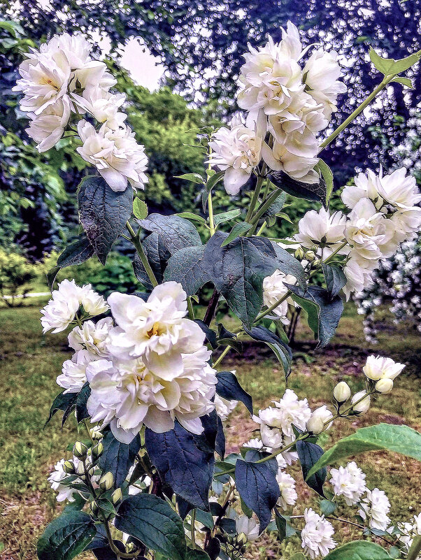 Чубушник цветет - Игорь Сычёв