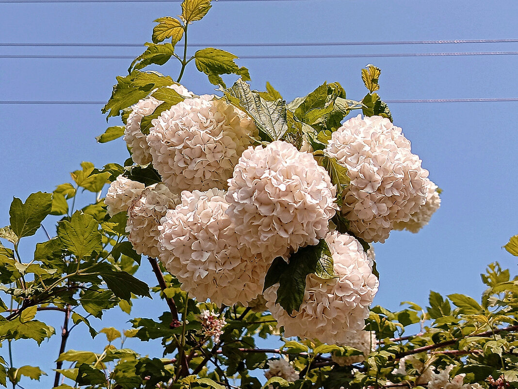 Калина Бульденеж. - Игорь Сычёв