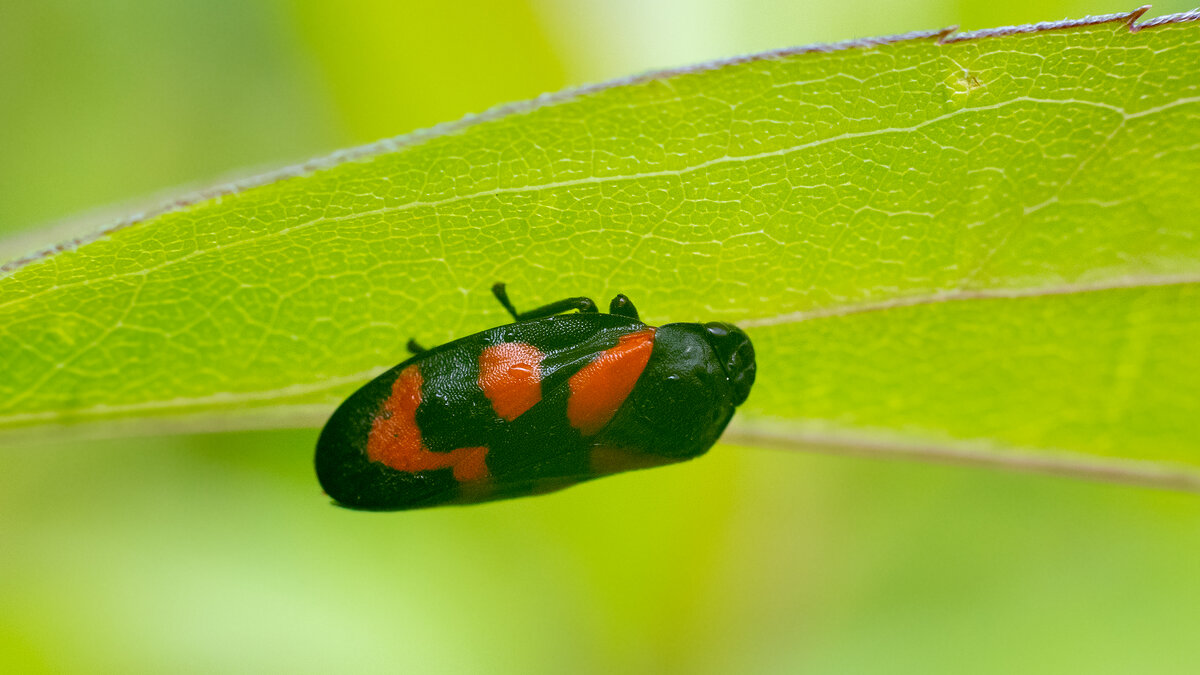 Макро - Владимир Лазарев